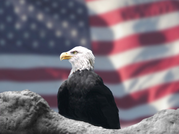 stock image of eagle with American flag